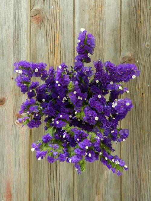 Wholesale Purple Statice Delivered Online FlowerFarm